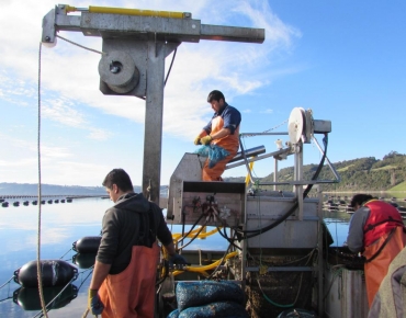 CULTIVOS PESCANTES